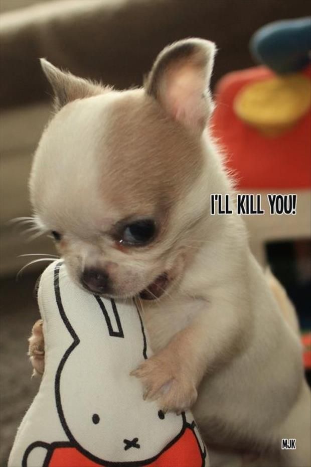 Vicious Chihuahua meme "I'll Kill You"